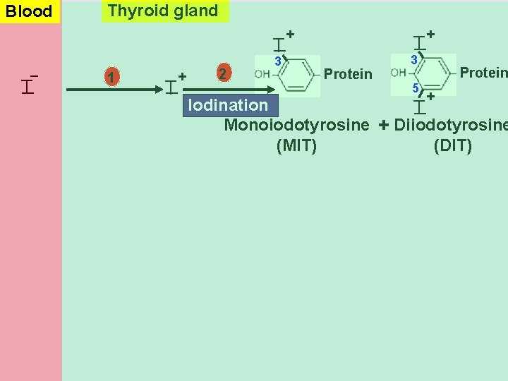Thyroid gland I T 1 T + I _ 2 3 + I T