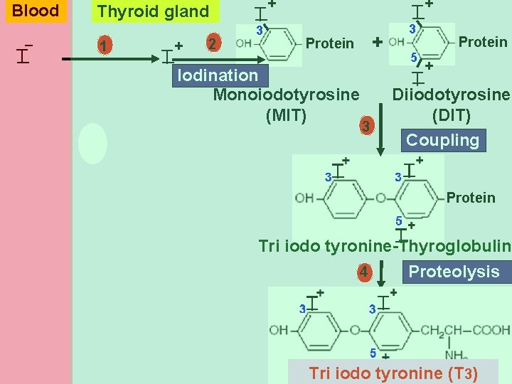 I T 1 T + 2 3 + I T + + Protein Iodination