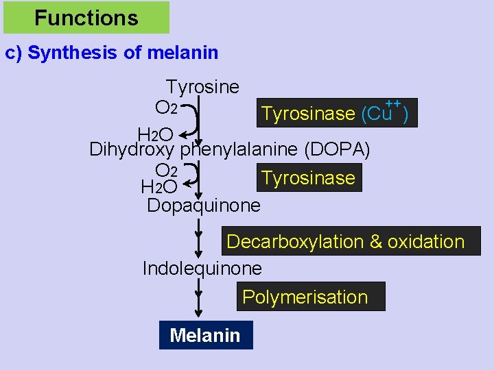 Functions c) Synthesis of melanin Tyrosine ++ O 2 Tyrosinase (Cu ) H 2