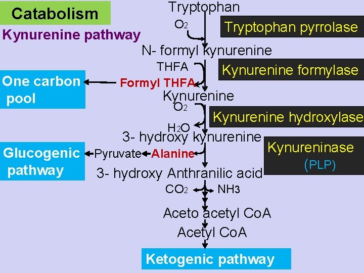 Catabolism Tryptophan O 2 Tryptophan pyrrolase Kynurenine pathway N- formyl kynurenine THFA Kynurenine formylase