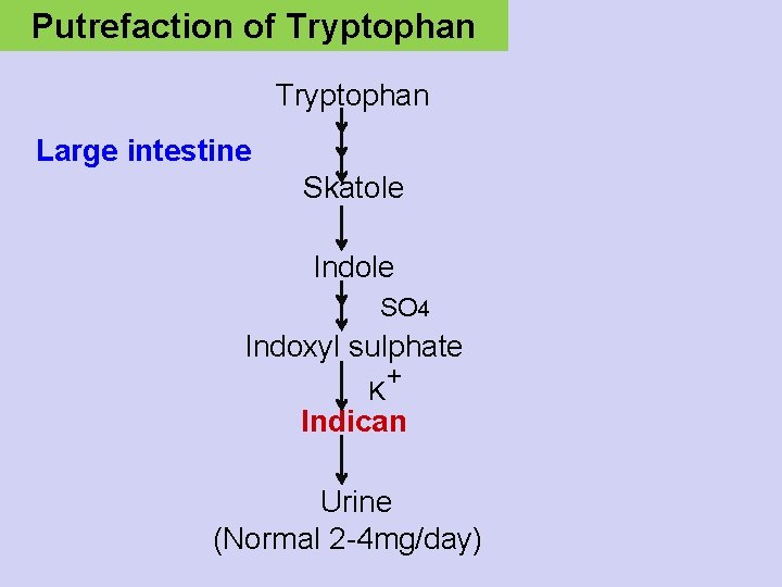 Putrefaction of Tryptophan Large intestine Skatole Indole SO 4 Indoxyl sulphate K + Indican