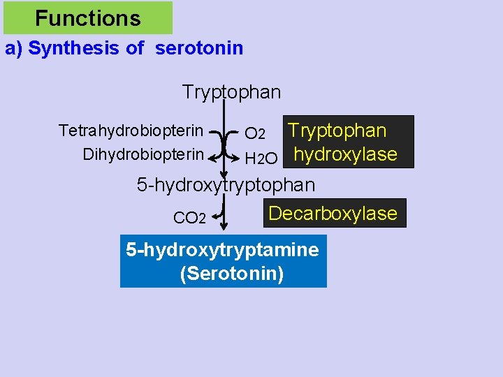 Functions a) Synthesis of serotonin Tryptophan Tetrahydrobiopterin Dihydrobiopterin O 2 Tryptophan H 2 O