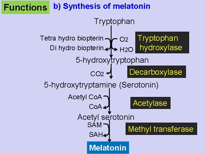 Functions b) Synthesis of melatonin Tryptophan Tetra hydro biopterin Di hydro biopterin O 2