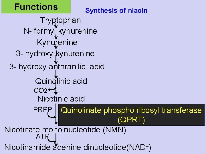 Functions Synthesis of niacin Tryptophan N- formyl kynurenine Kynurenine 3 - hydroxy kynurenine 3