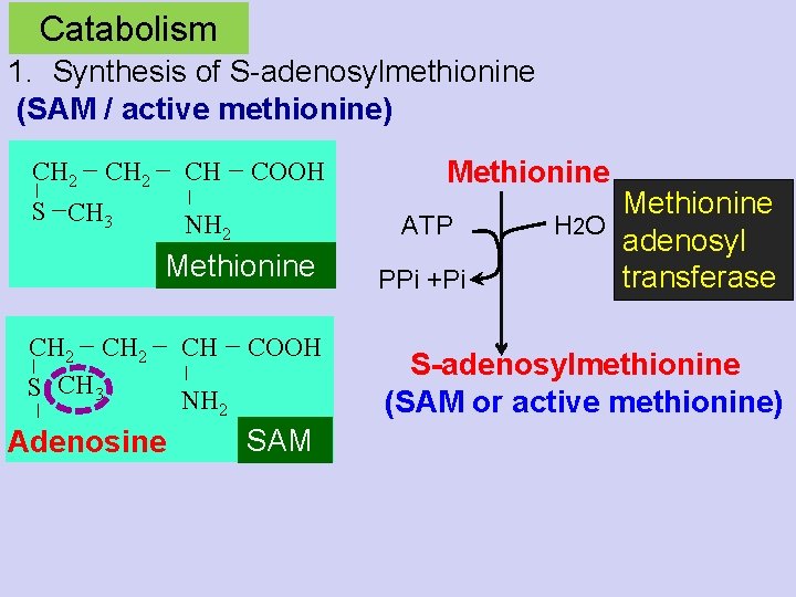 Catabolism 1. Synthesis of S-adenosylmethionine (SAM / active methionine) CH 2 S CH 3