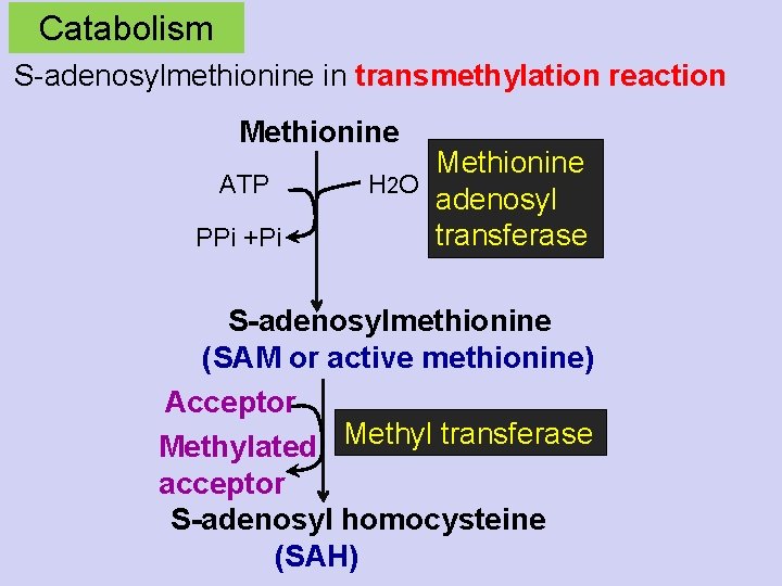 Catabolism S-adenosylmethionine in transmethylation reaction Methionine ATP PPi +Pi Methionine H 2 O adenosyl