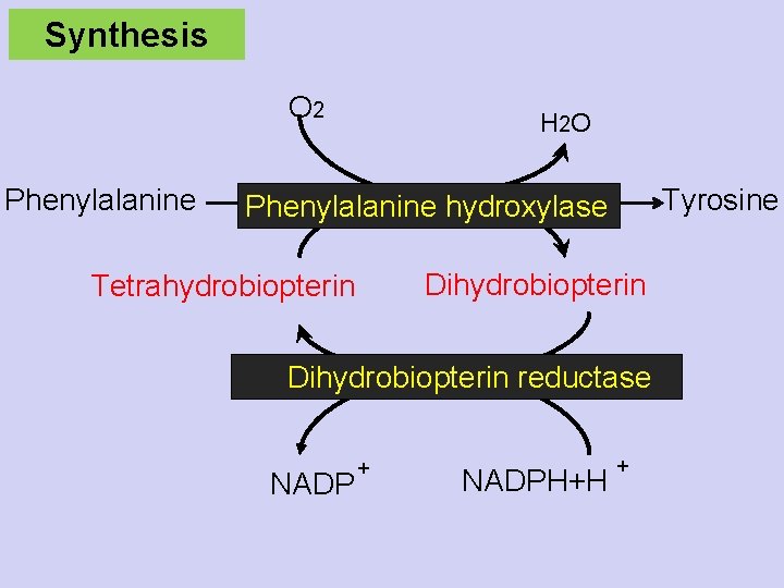 Synthesis O 2 Phenylalanine H 2 O Tyrosine Phenylalanine hydroxylase Tetrahydrobiopterin Dihydrobiopterin reductase NADP