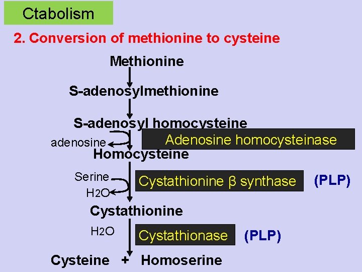 Ctabolism 2. Conversion of methionine to cysteine Methionine S-adenosylmethionine S-adenosyl homocysteine Adenosine homocysteinase adenosine