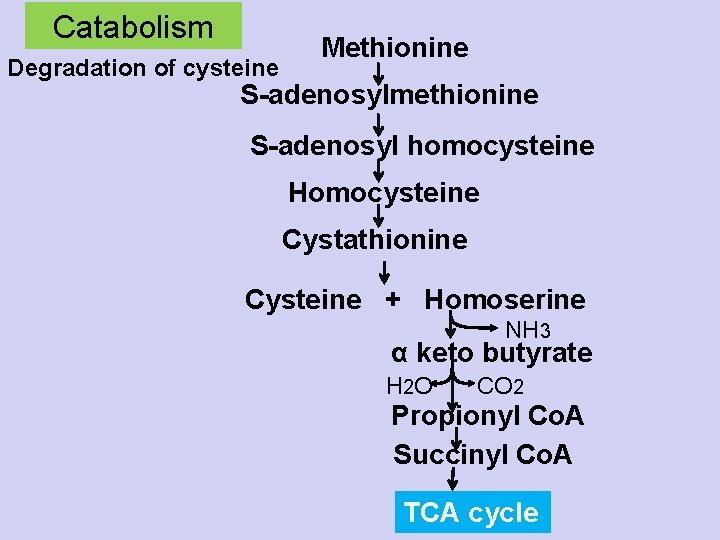 Catabolism Degradation of cysteine Methionine S-adenosylmethionine S-adenosyl homocysteine Homocysteine Cystathionine Cysteine + Homoserine NH