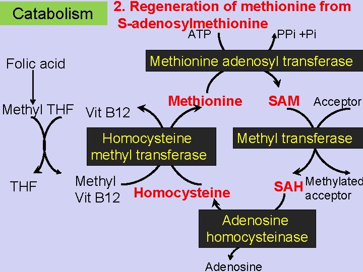 Catabolism 2. Regeneration of methionine from S-adenosylmethionine ATP Methionine adenosyl transferase Folic acid Methyl