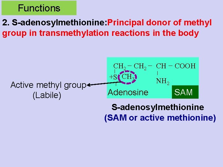 Functions 2. S-adenosylmethionine: Principal donor of methyl group in transmethylation reactions in the body