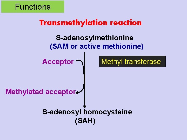 Functions Transmethylation reaction S-adenosylmethionine (SAM or active methionine) Acceptor Methyl transferase Methylated acceptor S-adenosyl