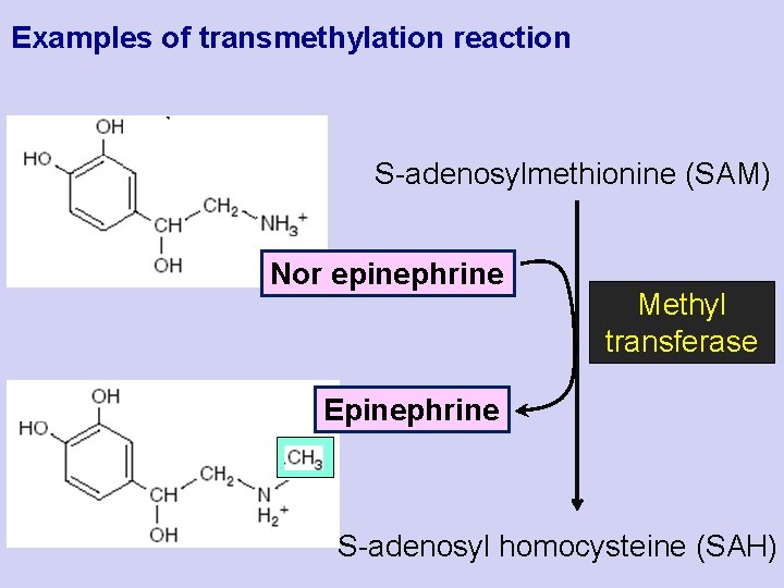 Examples of transmethylation reaction S-adenosylmethionine (SAM) Nor epinephrine Methyl transferase Epinephrine S-adenosyl homocysteine (SAH)