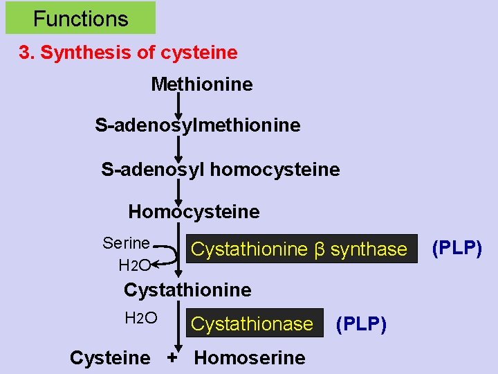 Functions 3. Synthesis of cysteine Methionine S-adenosylmethionine S-adenosyl homocysteine Homocysteine Serine H 2 O