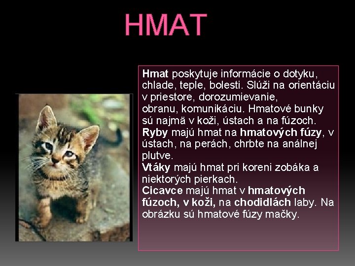 HMAT Hmat poskytuje informácie o dotyku, chlade, teple, bolesti. Slúži na orientáciu v priestore,