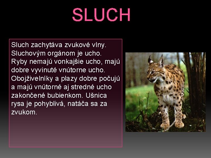 SLUCH Sluch zachytáva zvukové vlny. Sluchovým orgánom je ucho. Ryby nemajú vonkajšie ucho, majú