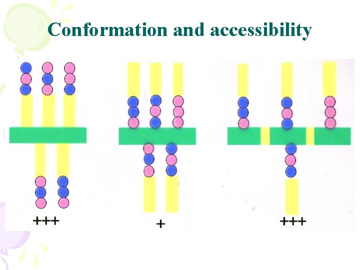 Conformation and accessibility 