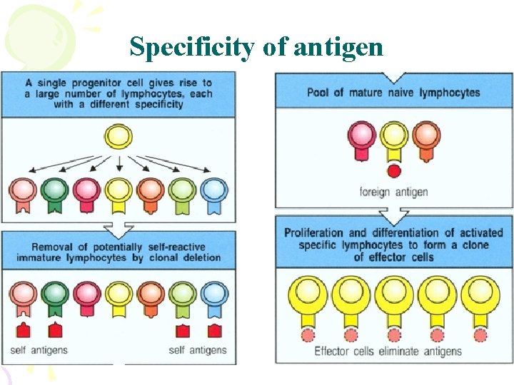 Specificity of antigen 