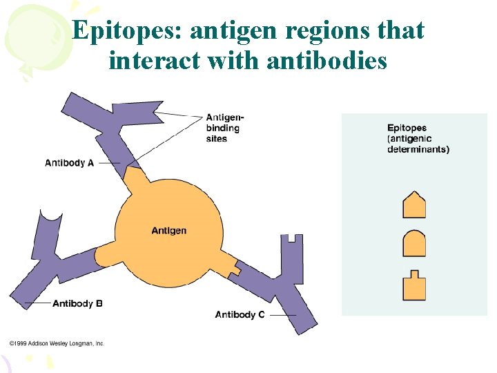Epitopes: antigen regions that interact with antibodies 