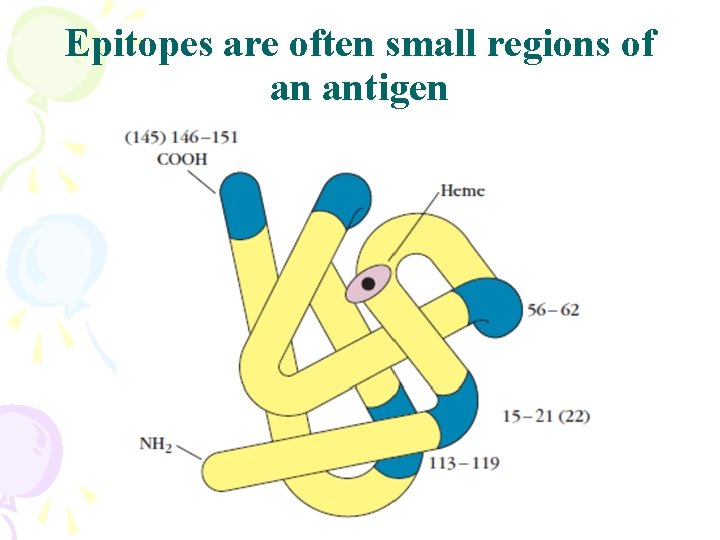 Epitopes are often small regions of an antigen 