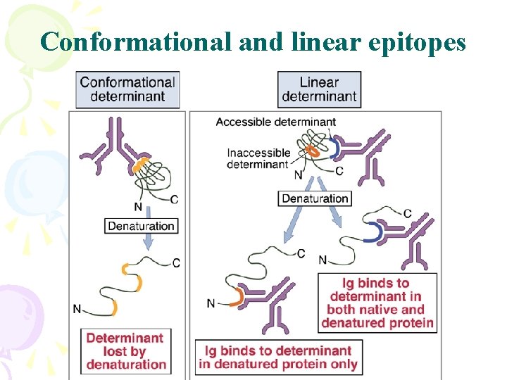 Conformational and linear epitopes 