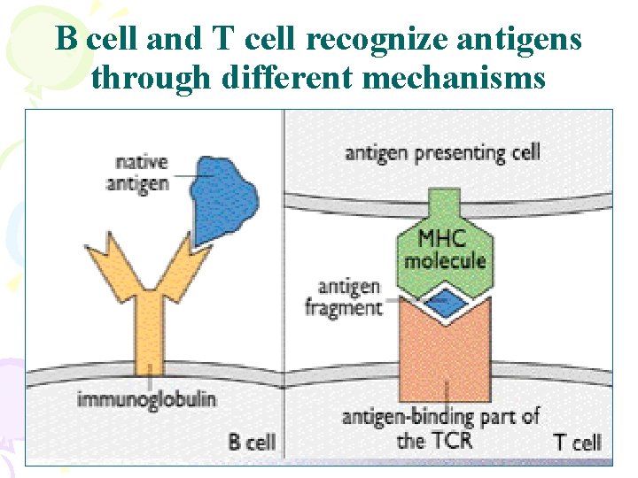B cell and T cell recognize antigens through different mechanisms 