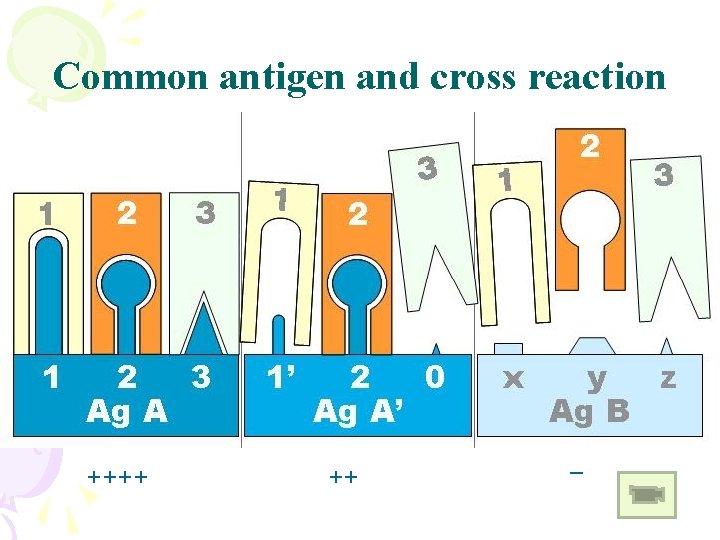 Common antigen and cross reaction ++++ ++ _ 