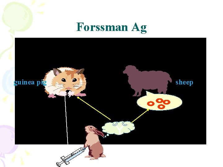 Forssman Ag guinea pig sheep 