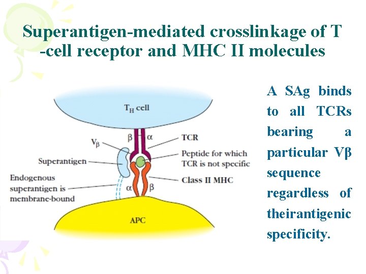 Superantigen-mediated crosslinkage of T -cell receptor and MHC II molecules • A SAg binds