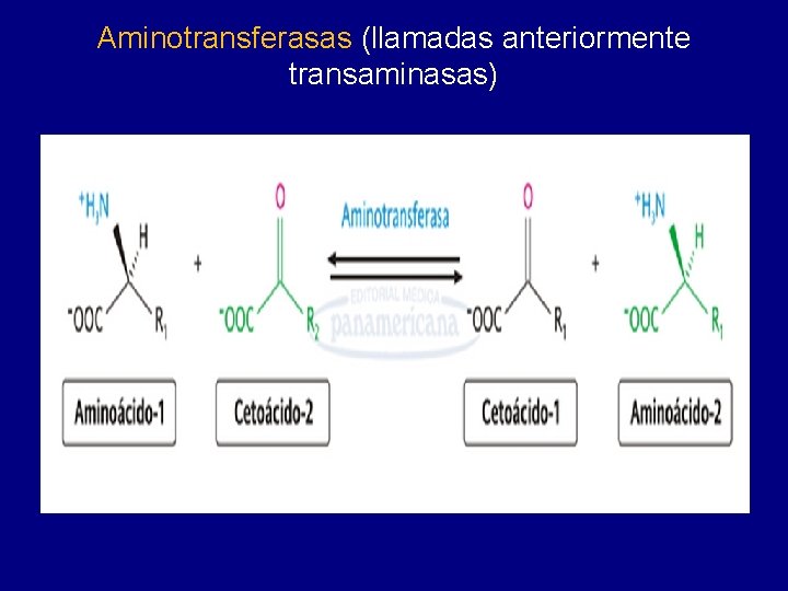 Aminotransferasas (llamadas anteriormente transaminasas) 