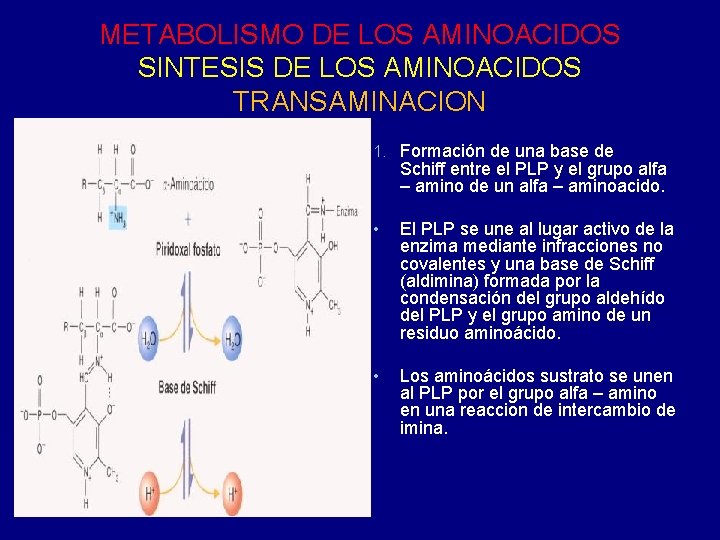 METABOLISMO DE LOS AMINOACIDOS SINTESIS DE LOS AMINOACIDOS TRANSAMINACION 1. Formación de una base