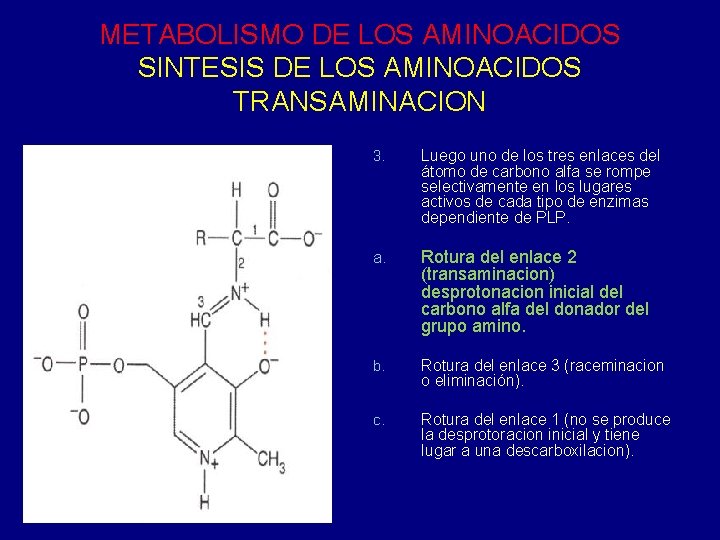 METABOLISMO DE LOS AMINOACIDOS SINTESIS DE LOS AMINOACIDOS TRANSAMINACION 3. Luego uno de los