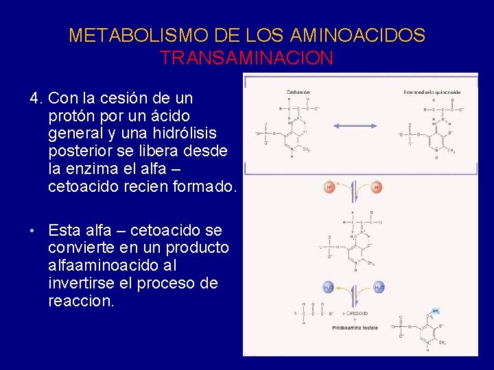 METABOLISMO DE LOS AMINOACIDOS TRANSAMINACION 4. Con la cesión de un protón por un