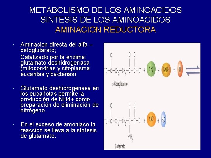 METABOLISMO DE LOS AMINOACIDOS SINTESIS DE LOS AMINOACIDOS AMINACION REDUCTORA • Aminacion directa del