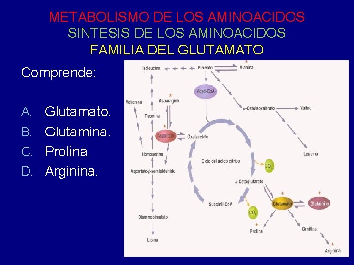 METABOLISMO DE LOS AMINOACIDOS SINTESIS DE LOS AMINOACIDOS FAMILIA DEL GLUTAMATO Comprende: A. Glutamato.