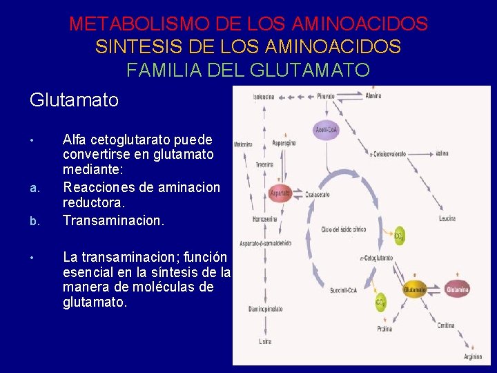 METABOLISMO DE LOS AMINOACIDOS SINTESIS DE LOS AMINOACIDOS FAMILIA DEL GLUTAMATO Glutamato • a.