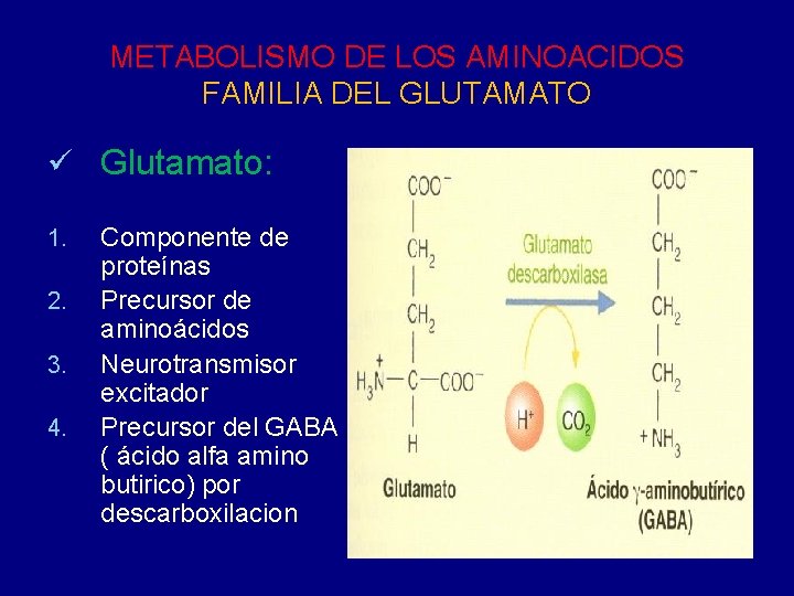 METABOLISMO DE LOS AMINOACIDOS FAMILIA DEL GLUTAMATO ü Glutamato: 1. 2. 3. 4. Componente