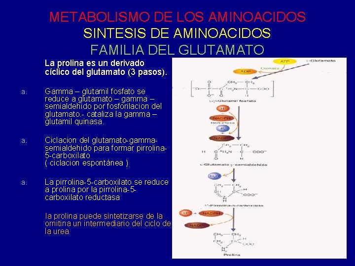 METABOLISMO DE LOS AMINOACIDOS SINTESIS DE AMINOACIDOS FAMILIA DEL GLUTAMATO La prolina es un