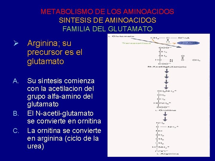 METABOLISMO DE LOS AMINOACIDOS SINTESIS DE AMINOACIDOS FAMILIA DEL GLUTAMATO Ø Arginina; su precursor