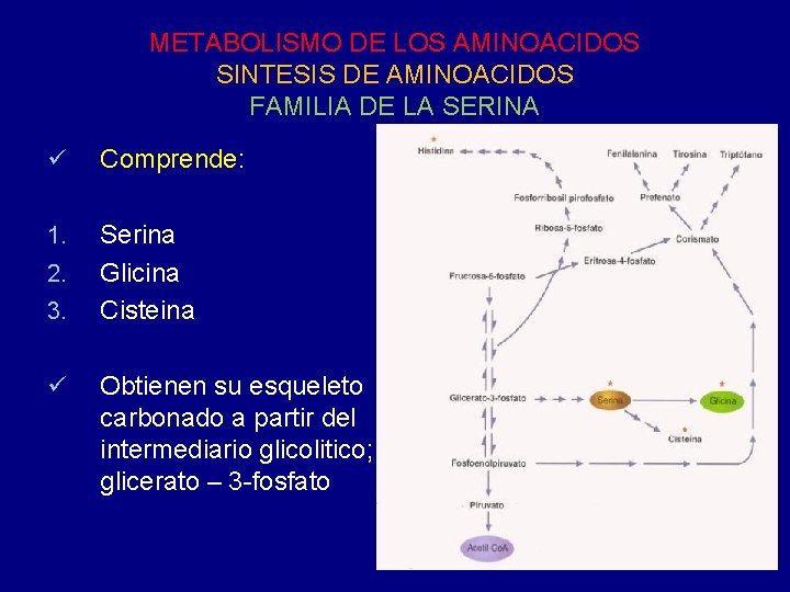 METABOLISMO DE LOS AMINOACIDOS SINTESIS DE AMINOACIDOS FAMILIA DE LA SERINA ü Comprende: 1.