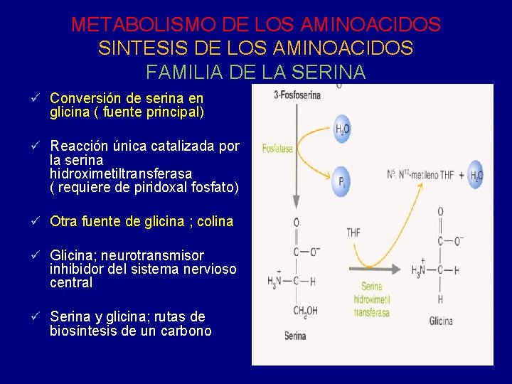 METABOLISMO DE LOS AMINOACIDOS SINTESIS DE LOS AMINOACIDOS FAMILIA DE LA SERINA ü Conversión