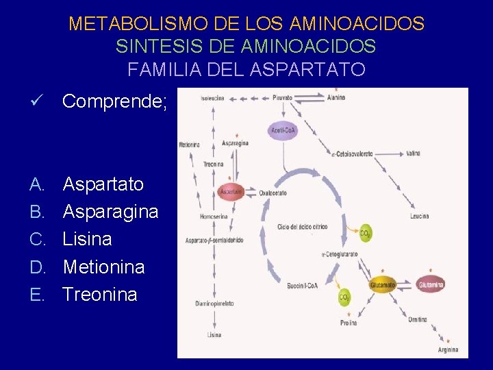 METABOLISMO DE LOS AMINOACIDOS SINTESIS DE AMINOACIDOS FAMILIA DEL ASPARTATO ü Comprende; A. Aspartato