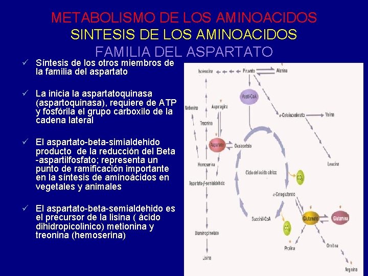 METABOLISMO DE LOS AMINOACIDOS SINTESIS DE LOS AMINOACIDOS FAMILIA DEL ASPARTATO ü Síntesis de