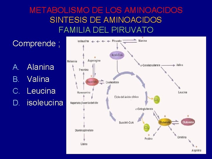 METABOLISMO DE LOS AMINOACIDOS SINTESIS DE AMINOACIDOS FAMILIA DEL PIRUVATO Comprende ; A. Alanina