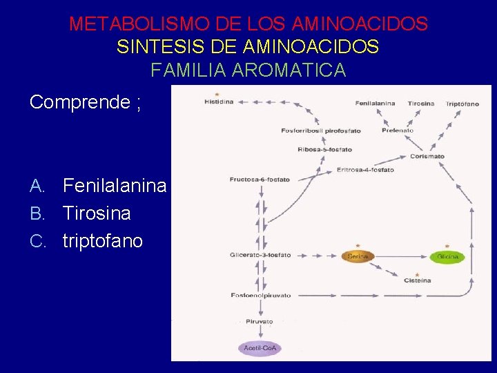 METABOLISMO DE LOS AMINOACIDOS SINTESIS DE AMINOACIDOS FAMILIA AROMATICA Comprende ; A. Fenilalanina B.