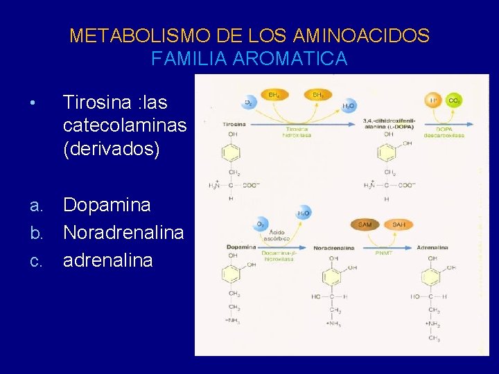 METABOLISMO DE LOS AMINOACIDOS FAMILIA AROMATICA • Tirosina : las catecolaminas (derivados) a. Dopamina