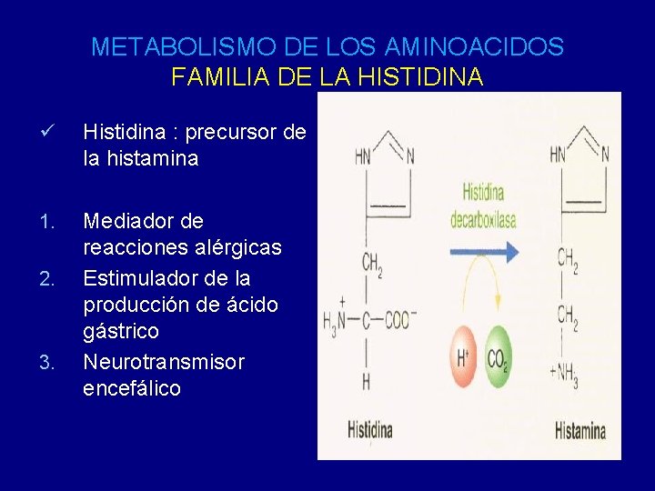 METABOLISMO DE LOS AMINOACIDOS FAMILIA DE LA HISTIDINA ü Histidina : precursor de la