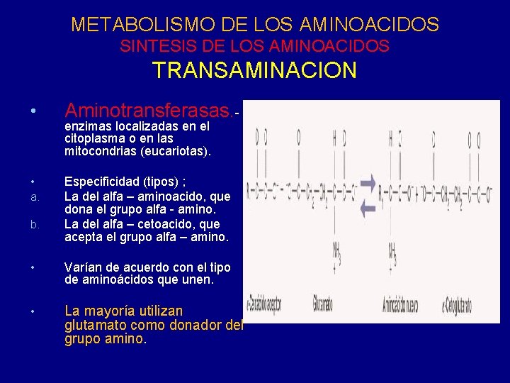 METABOLISMO DE LOS AMINOACIDOS SINTESIS DE LOS AMINOACIDOS TRANSAMINACION • Aminotransferasas. - • a.