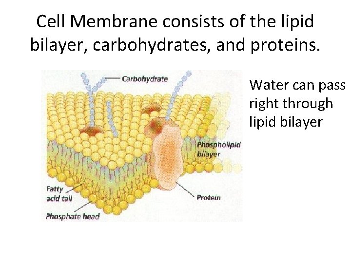 Cell Membrane consists of the lipid bilayer, carbohydrates, and proteins. Water can pass right Cell Membrane consists of the lipid bilayer, carbohydrates, and proteins. Water can pass right