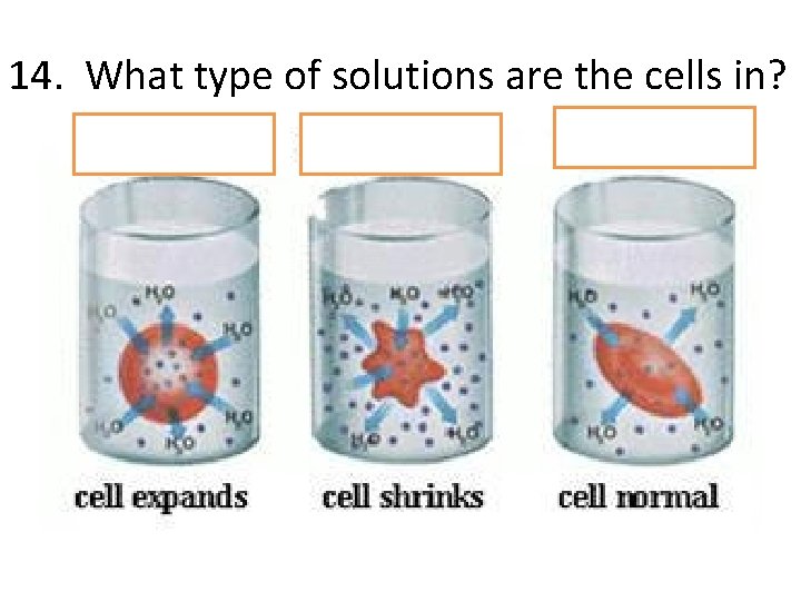 14. What type of solutions are the cells in? 